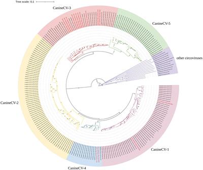 Canine circovirus among dogs and cats in China: first identification in cats